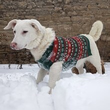 JONA, Hund, Mischlingshund in Aschersleben