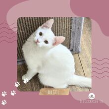 ANGEL, Katze, Europäisch Kurzhaar in Bulgarien