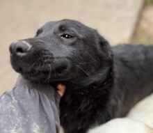 HUECO, Hund, Mischlingshund in Rumänien