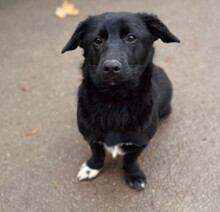 HEYHEY, Hund, Mischlingshund in Wenden