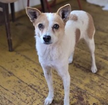 HOPE, Hund, Mischlingshund in Freising