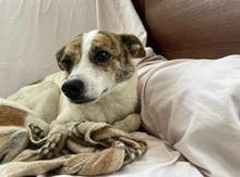 RILEY, Hund, Mischlingshund in Rumänien