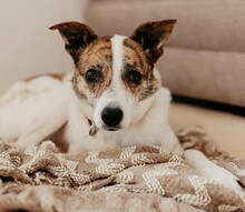 RILEY, Hund, Mischlingshund in Düsseldorf