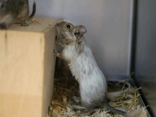 SZEZM, Nager, Degu in Hamburg