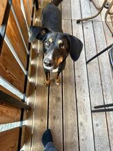 COOKIE, Hund, Mischlingshund in Neulußheim