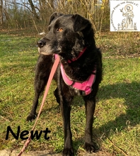 NEWT, Hund, Mischlingshund in München