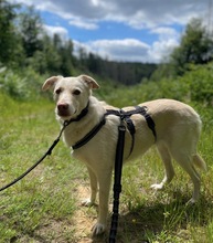 RUNA, Hund, Mischlingshund in Rodgau