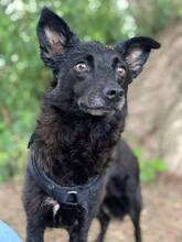 JOY, Hund, Mischlingshund in Gütersloh