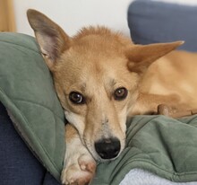 AURELL, Hund, Mischlingshund in Freising