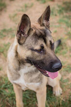 NINJO, Hund, Deutscher Schäferhund-Akita Inu-Mix in Kroatien