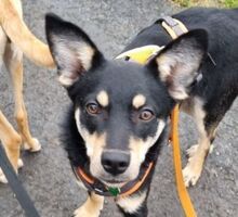 MIA, Hund, Mischlingshund in Witzenhausen