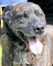 FAREEDA, Hund, Mischlingshund in Italien