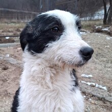 VITA, Hund, Mischlingshund in Rumänien