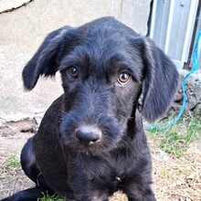 LOUIE, Hund, Mischlingshund in Rumänien