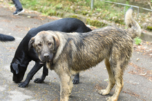 YUNA, Hund, Deutscher Schäferhund-Mix in Neckargemünd