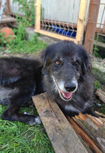 GOOFY, Hund, Mischlingshund in Rumänien