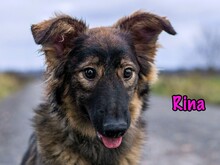 RINA, Hund, Mischlingshund in Russische Föderation