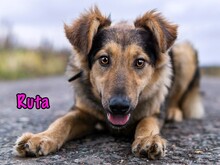 RUTA, Hund, Mischlingshund in Russische Föderation