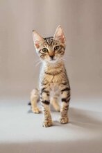 AGNES, Katze, Europäisch Kurzhaar in Usingen