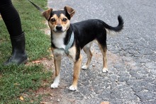 HOUDINI2, Hund, Mischlingshund in Ungarn