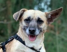 REXINA, Hund, Mischlingshund in Hohenberg