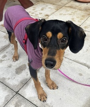 ATON, Hund, Mischlingshund in Holzkirchen