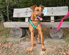 CANDY, Hund, Mischlingshund in Aerzen