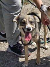 ELISIA, Hund, Mischlingshund in Bulgarien