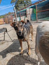MISSES, Hund, Mischlingshund in Rumänien