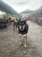 LINO, Hund, Mischlingshund in Rumänien