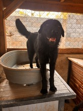 BOHOCS3, Hund, Schnauzer-Mix in Ungarn