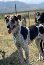 CARMELITA, Hund, Mischlingshund in Rumänien