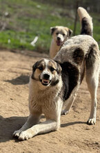 LIA, Hund, Mischlingshund in Rumänien