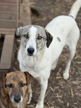 DONUT, Hund, Mischlingshund in Rumänien