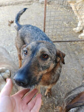 ANKA, Hund, Mischlingshund in Rumänien