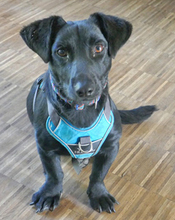 TOTO, Hund, Mischlingshund in Burgdorf