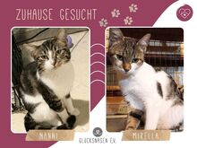 MIRELLA, Katze, Europäisch Kurzhaar in Bulgarien