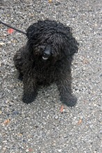 BOXI, Hund, Puli-Mix in Ungarn
