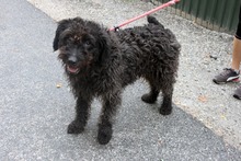 BUKSCHI, Hund, Puli-Mix in Ungarn