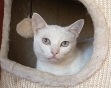 GANDALF, Katze, Europäisch Kurzhaar in Spanien