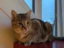 TIA, Katze, Europäisch Kurzhaar in Garching