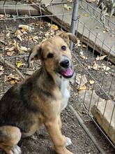 TIMMY, Hund, Mischlingshund in Bulgarien