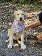 SADY, Hund, Mischlingshund in Panketal