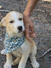 LUNA, Hund, Mischlingshund in Unzenberg