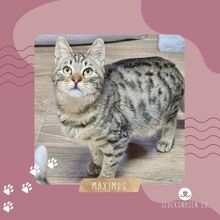 MAXIMUS, Katze, Europäisch Kurzhaar in Bulgarien