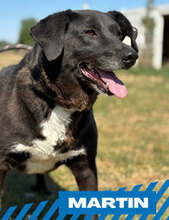 MARTIN, Hund, Mischlingshund in Bulgarien