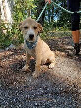 COOPER, Hund, Mischlingshund in Bulgarien