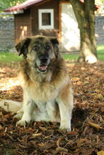 BABUSZKA, Hund, Leonberger-Mix in Großröhrsdorf