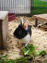 MILLY, Hasenartige, Zwergkaninchen in Großröhrsdorf