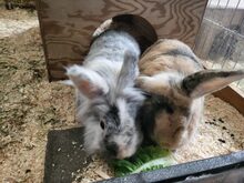 KARLI, Hasenartige, Löwenkopf-Zwergkaninchen in Großröhrsdorf
